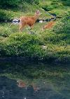 Deer on Mount Gladys