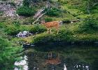 Deer on Mount Gladys