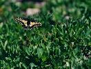 Butterfly on High Divide