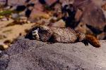 A hoary marmot