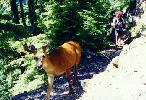 Ken and a deer sharing the trail